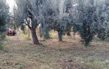 Uliveti Collina del sole Reggio Calabria